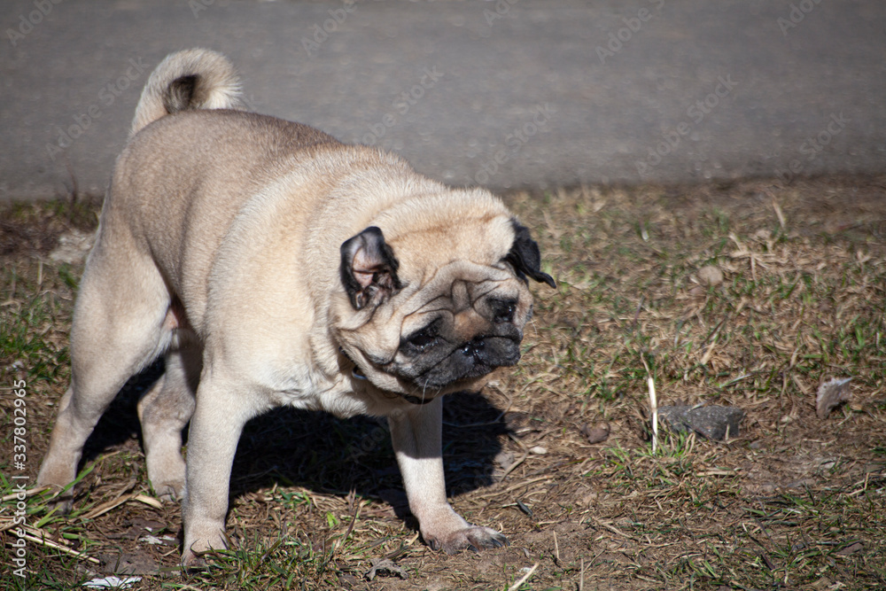 Pug on a walk.