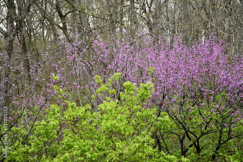 Fototapeta Naklejka Na Ścianę i Meble -  Spring Forest
