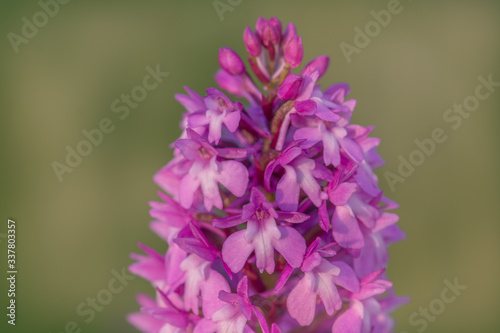 Bild auf Leinwand Orchis pyramidal  dans un prés au printemps