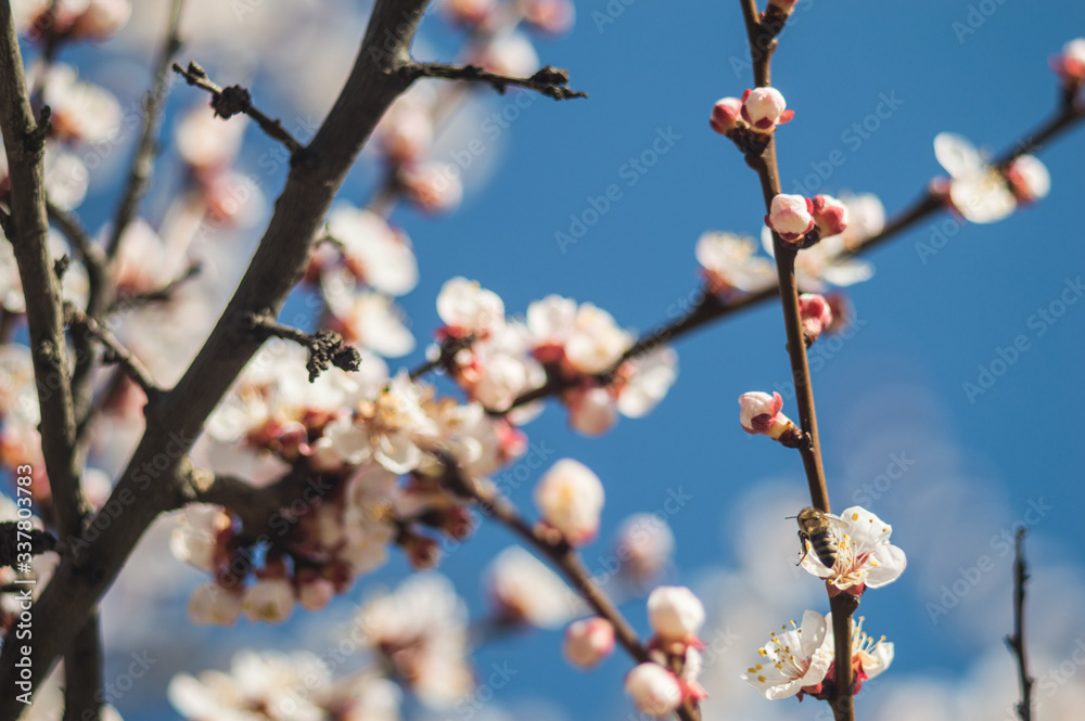 Apricot flowers with white and red petals Apricot flowers with white and red petals
