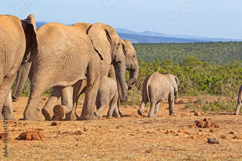 Herd of elephants led by baby walking into bush