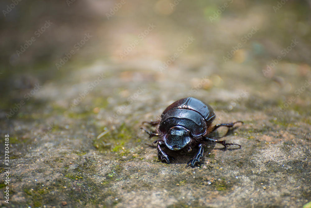 black beetle on the ground black beetle on the ground