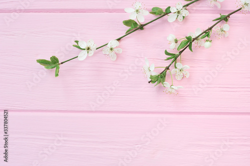 Branch of white cherry flowers on pink wooden background with place for your text. For greeting card, banner, poster. Spring holiday