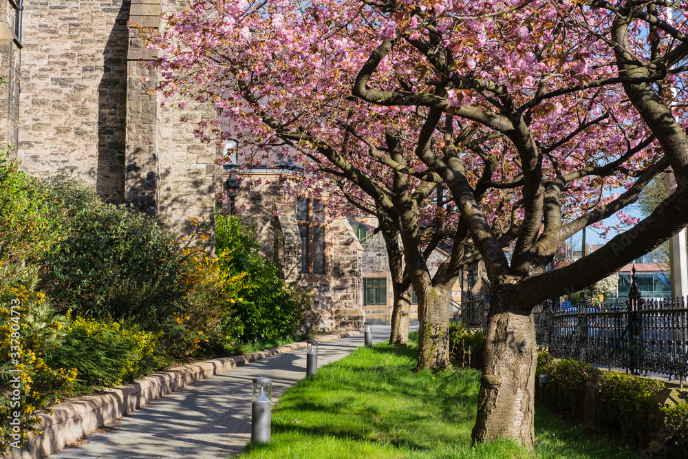 Japanese Cherry (Prunus serrulata), Fisherwick Church, Belfast, Northern Ireland, UK Japanese Cherry (Prunus serrulata), Fisherwick Church, Belfast, Northern Ireland, UK