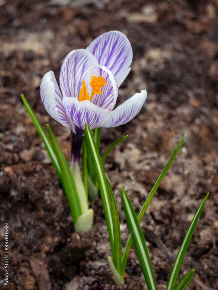 The first spring crocus flower on a background of the earth. Saffron leaves create a rhythm. Floral background with crocus. The first spring crocus flower on a background of the earth. Saffron leaves create a rhythm. Floral background with crocus.