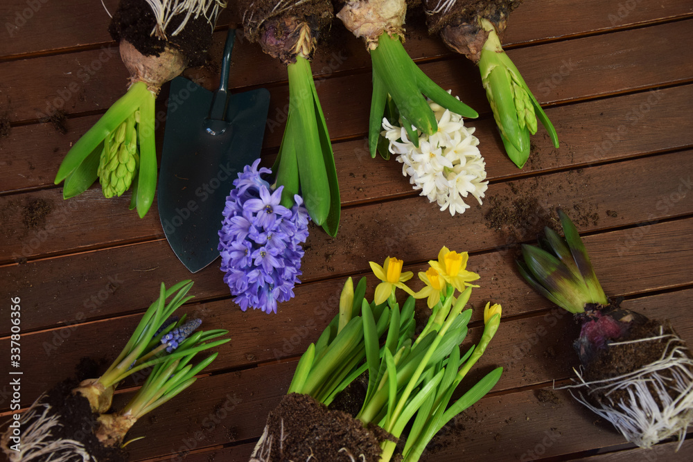 Rośliny kwiaty cebulowe narcyz hiacynt szafirek sadzenie - obrazy, fototapety, plakaty 