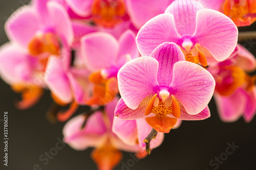 The Orchidaceae