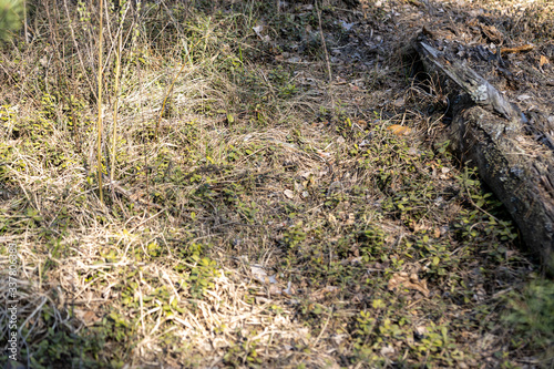 Wallpaper Mural Natrix creeping on the ground Torontodigital.ca