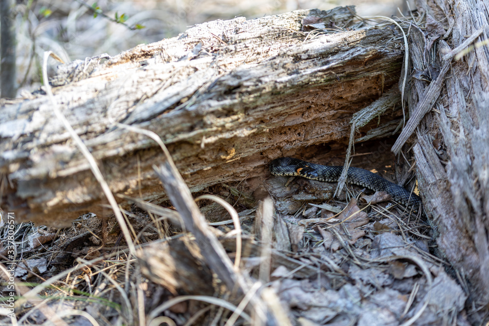 Obraz premium Natrix creeping on the ground