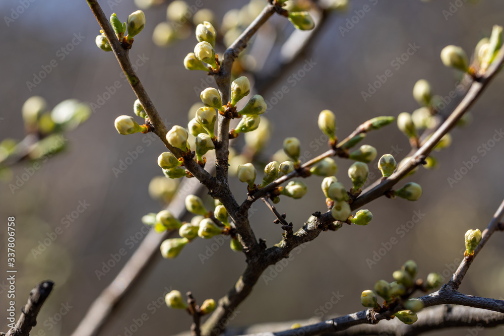 Young leaves of trees bloom on a branch. Young leaves of trees bloom on a branch.