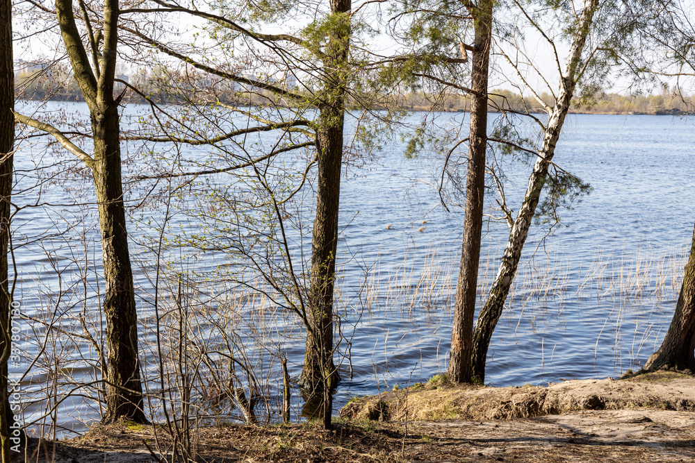 Fototapeta premium Forest trees in the water on the lake.
