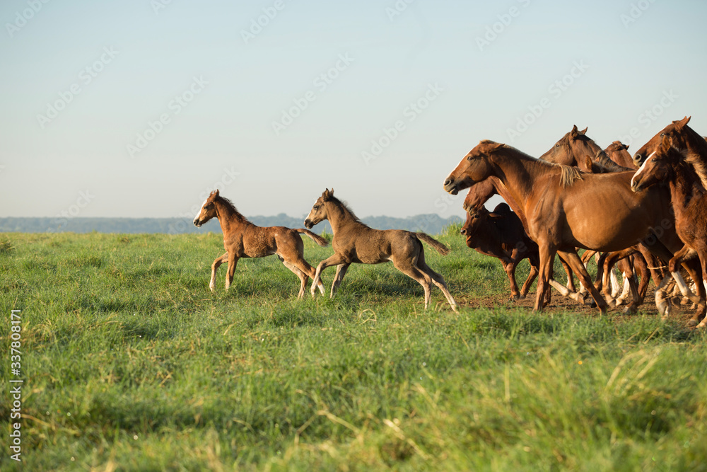 Obraz premium horse, cowboy, farm, field, green, sky, natural, horses