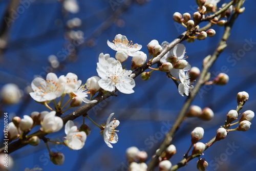 Quadro su tela Tempo di primavera, rami dei alberi fioriti