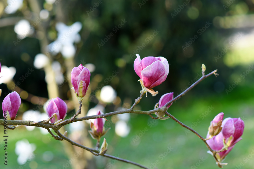 Beautiful pink magnolia tree blooming in the spring, Czech republic. Europe. Beautiful pink magnolia tree blooming in the spring, Czech republic. Europe.