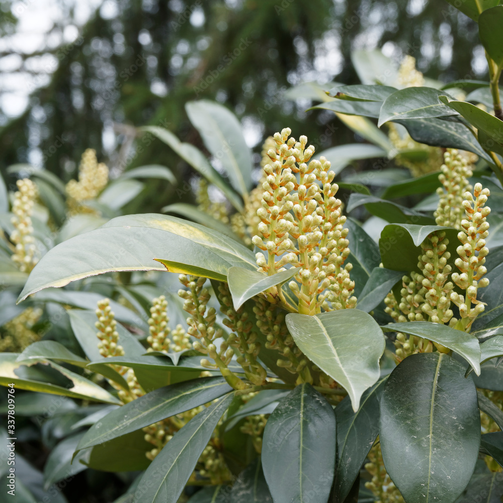 Prunus laurocerasus Lorbeerkirsche oder Kirschlorbeer. Blütenstände