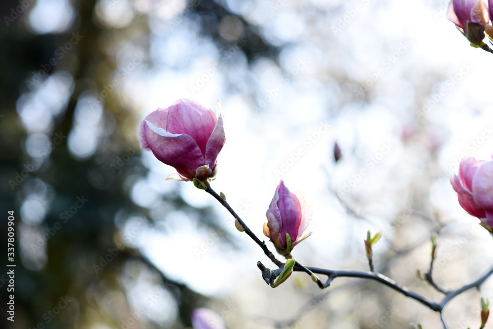 Beautiful pink magnolia tree blooming in the spring, Czech republic. Europe. Beautiful pink magnolia tree blooming in the spring, Czech republic. Europe.