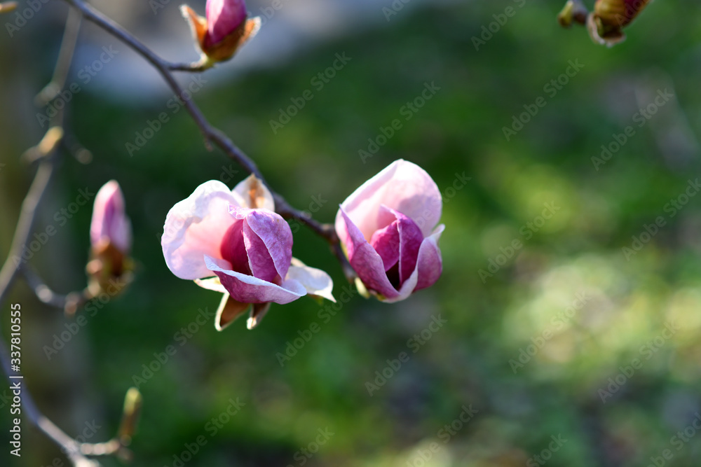 Beautiful pink magnolia tree blooming in the spring, Czech republic. Europe. Beautiful pink magnolia tree blooming in the spring, Czech republic. Europe.