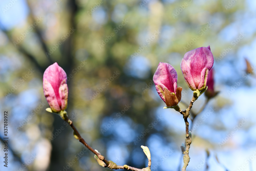 Beautiful pink magnolia tree blooming in the spring, Czech republic. Europe. Beautiful pink magnolia tree blooming in the spring, Czech republic. Europe.