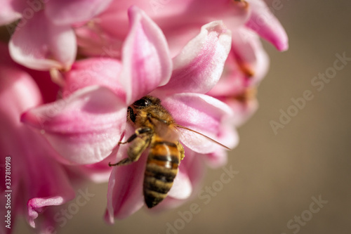 Bee on a spring flower collecting pollen and nectar