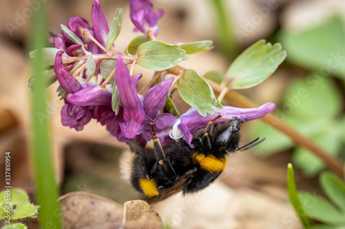 Bumblebee on a spring flower collecting pollen and nectar