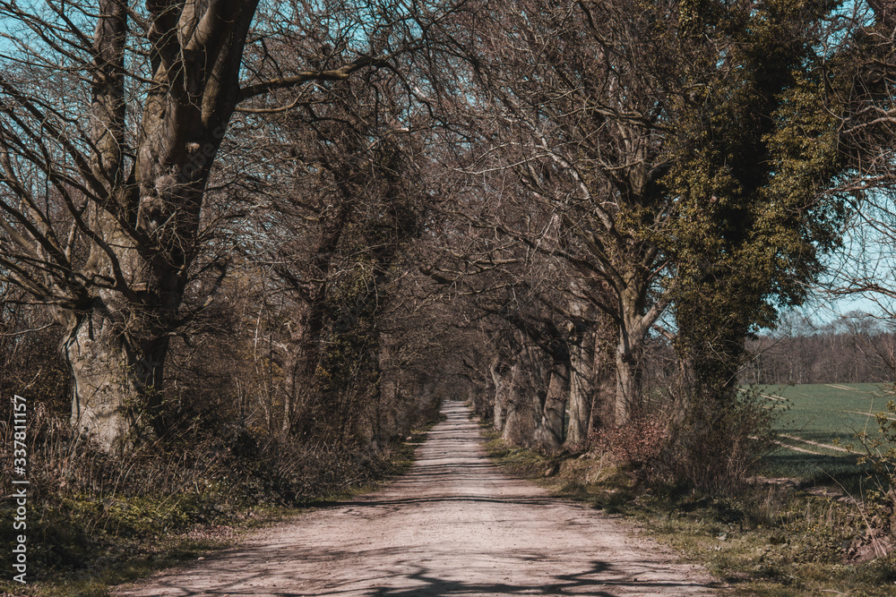 Fototapeta premium old trees without leaves and field road
