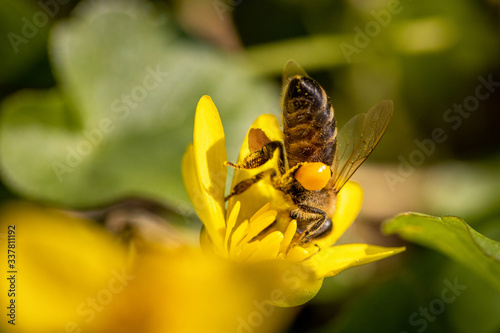 Bee on a spring flower collecting pollen and nectar © photografiero