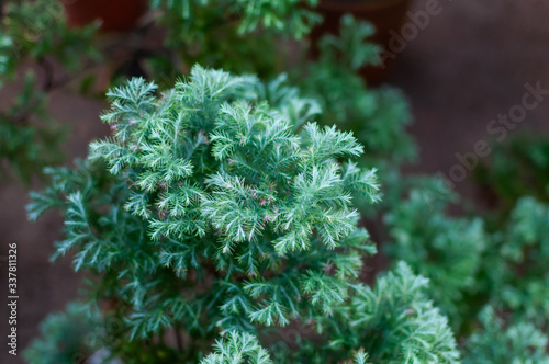 Original calm texture of natural Juniperus. Blue with green background of shallow needles. Botanical macrophotography for illustration of Juniperus.