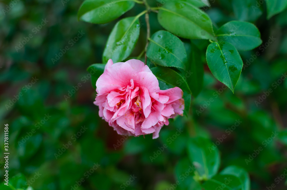 Blossoms of pink camellia , Camellia japonica in garden.