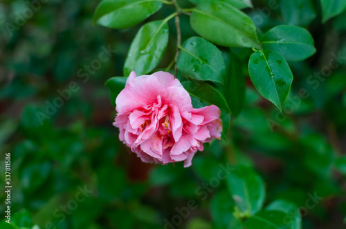 Blossoms of pink camellia , Camellia japonica in garden.