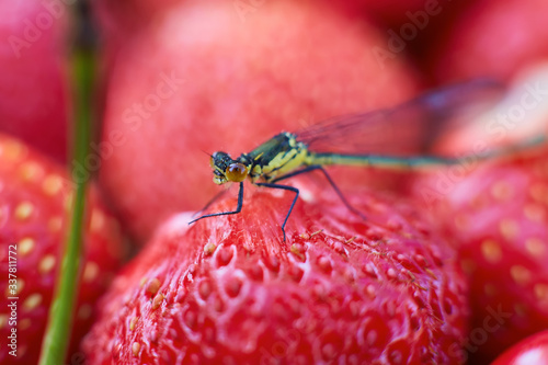 dragonfly on strawberries. On a red background macro