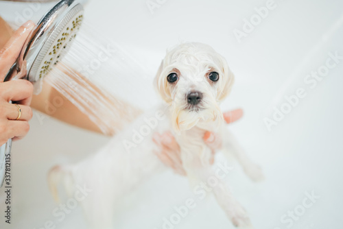 Puppy dog taking a shower. Bichon Maltese Dog.