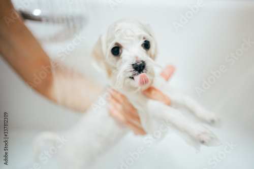 Puppy dog taking a shower. Bichon Maltese Dog.