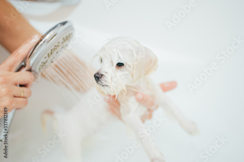 Puppy dog taking a shower. Bichon Maltese Dog.