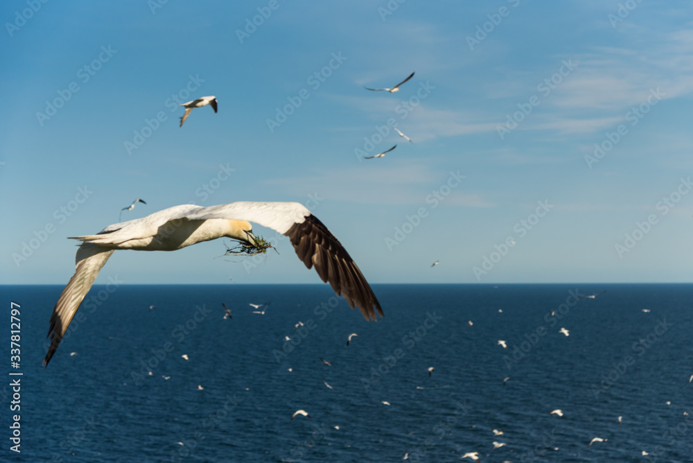 Flying Gannet birds , fous de bassan Flying Gannet birds , fous de bassan