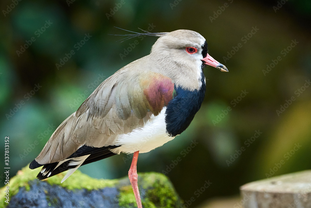 Obraz premium Southern lapwing closeup ( Vanellus chilensis )