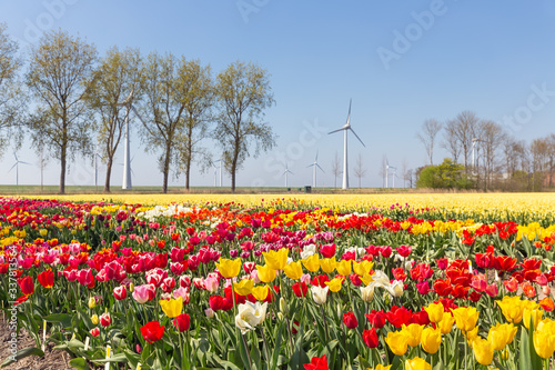 Colorful tulip fields and wind turbines in the Netherlands