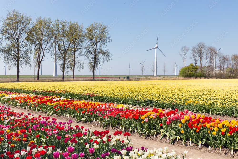 Colorful tulip fields and wind turbines in the Netherlands