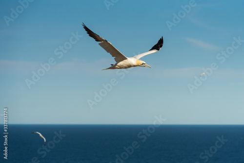 Flying Gannet birds , fous de bassan