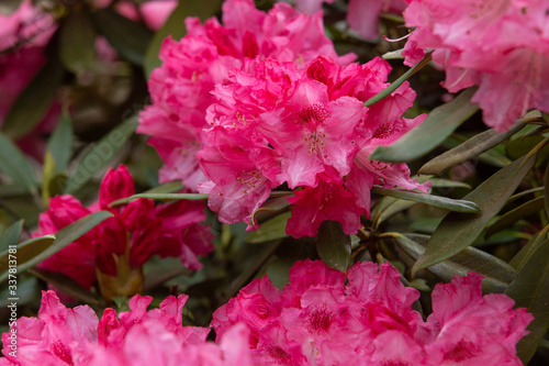 Amazing flowers of pink rhododendron in Leverkusen