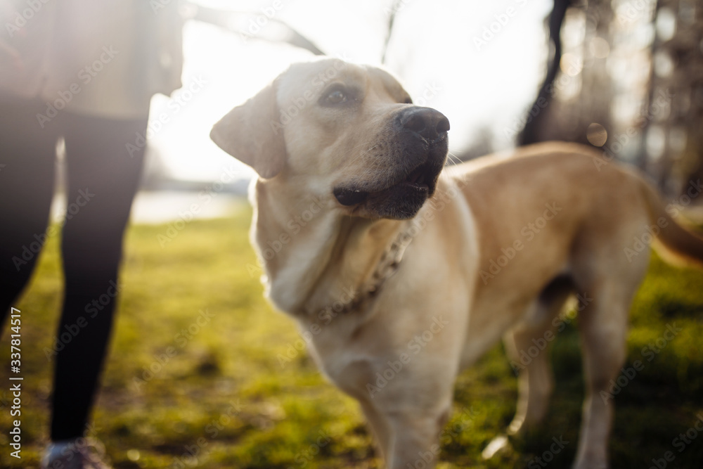 Cheerful labrador retriever dog walks in the park with its owner on a sunny spring day. Young playful dog stands on the green grass on the soil ground. Happy pet concept.