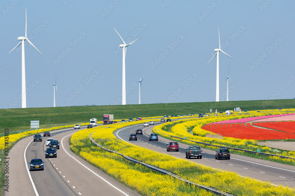 Dutch motorway near lelystad along colorful tulip fields and windturbines