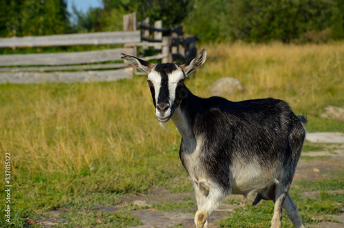 Fototapeta Naklejka Na Ścianę i Meble -  Goat on the background of the fence
