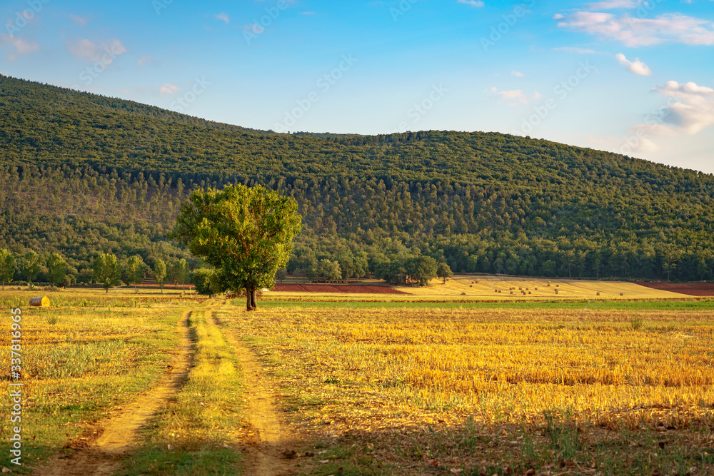 Cultivated land with roll of hay, dirt road and isolated tree in Tuscany, Italy