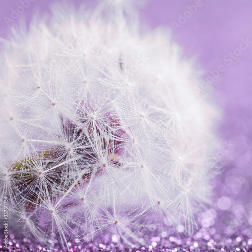 Drops of dew on dandelion seeds. Macro. Concept of a gentle image.