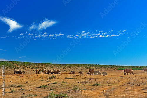 Landscape of elephants rushing towards waterhole