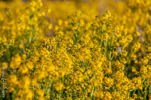 Bright yellow canola field in summer  © IraidaBoo