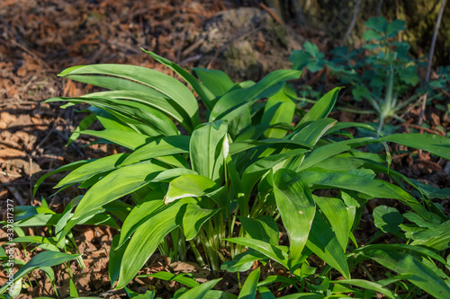 Wild garlic ready to harvest. Ramsons or bear's garlic in spring. Allium ursinum.