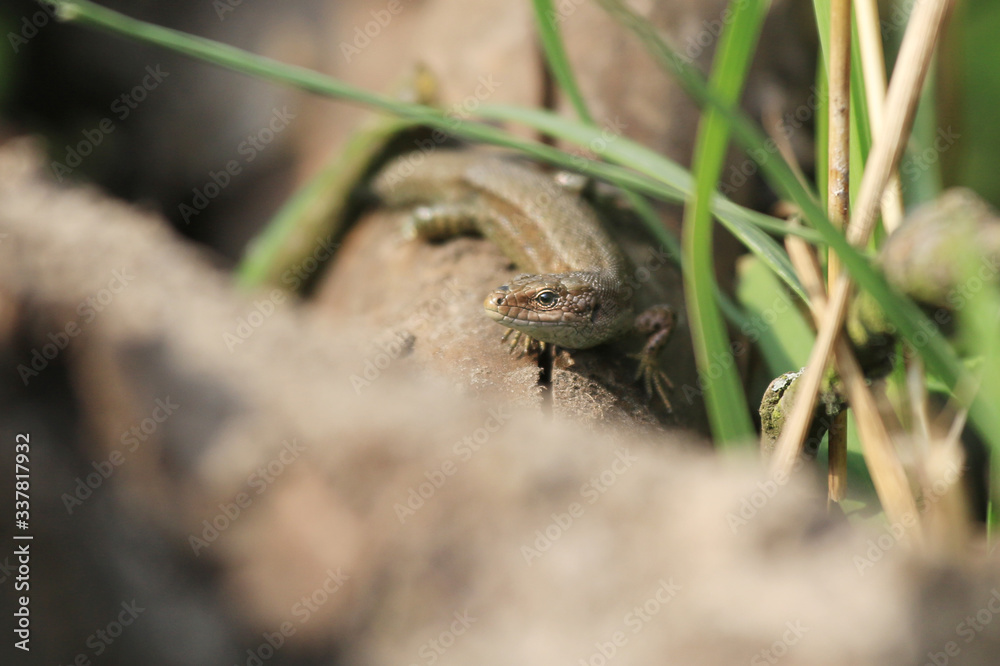 Eidechse Zauneidechse Reptil Naturschutz 