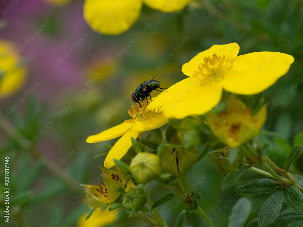 fly on flower fly on flower