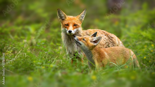 Obraz na płótnie Family of red fox, vulpes vulpes, mother and young cub touching with noses in green summer nature